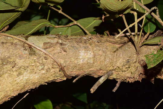 Ruprechtia fusca Fern. resmi