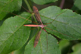 Tipula (Acutipula) fulvipennis De Geer 1776 resmi