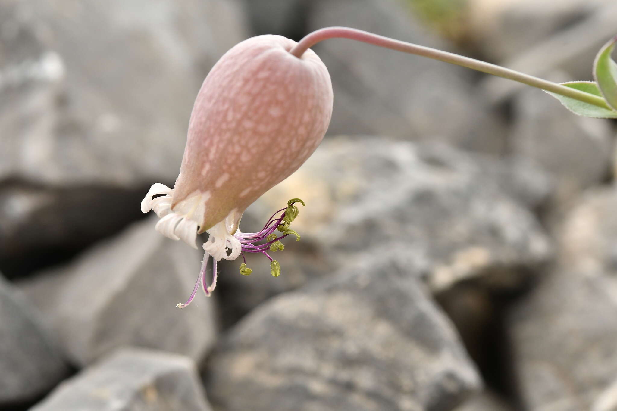 Image of Silene vulgaris subsp. prostrata (Gaudin) Schinz & Thell.