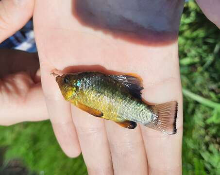 Image of Bahama sheepshead minnow