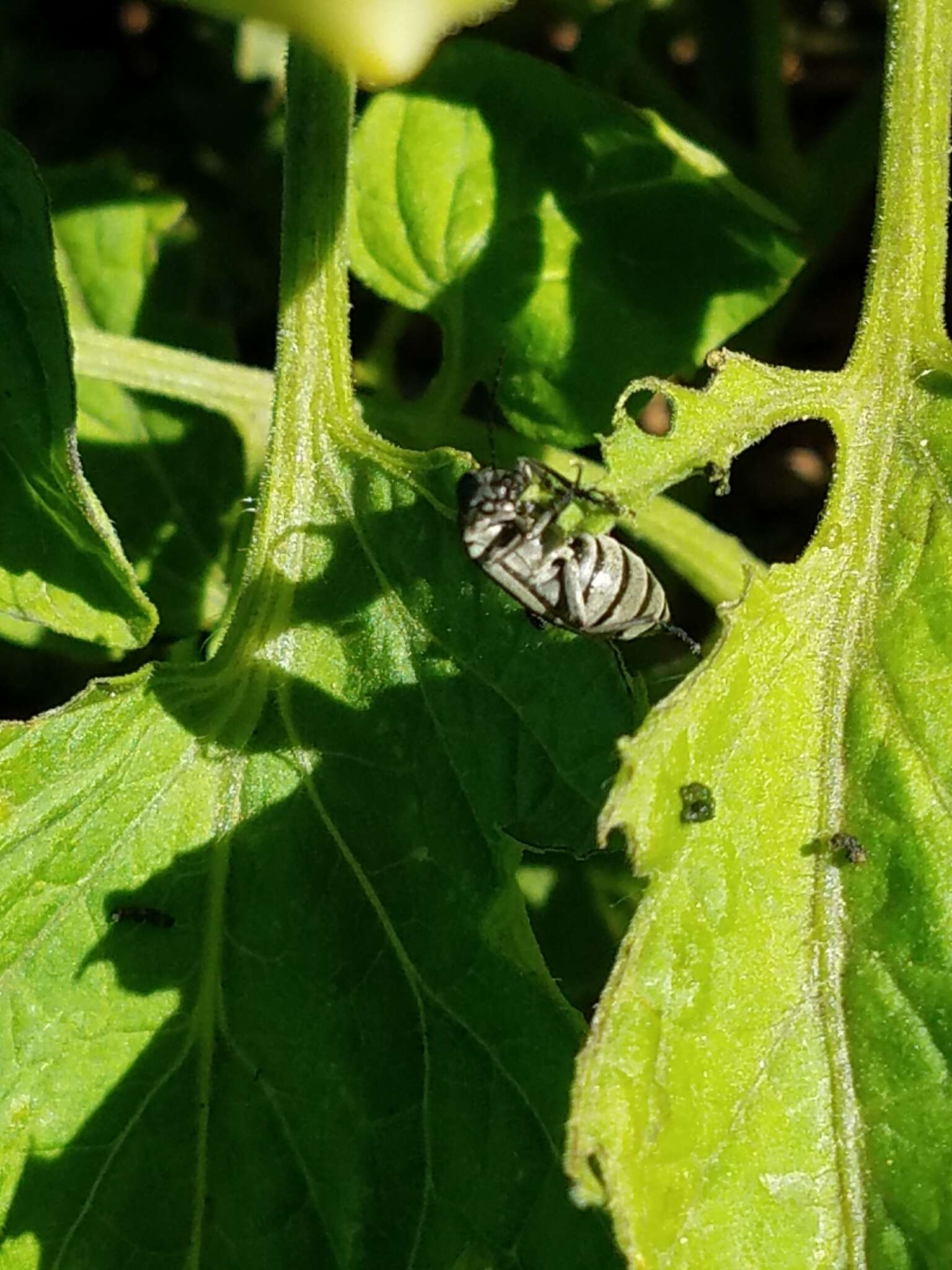 Image of Margined Blister Beetle