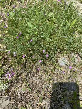 Imagem de Astragalus bourgovii A. Gray