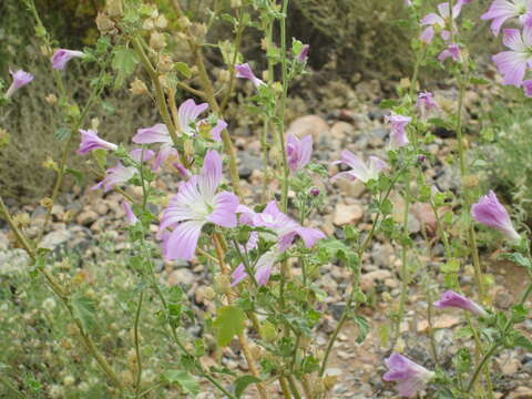 Image of Malva weinmanniana (Besser ex Rchb.) Conran