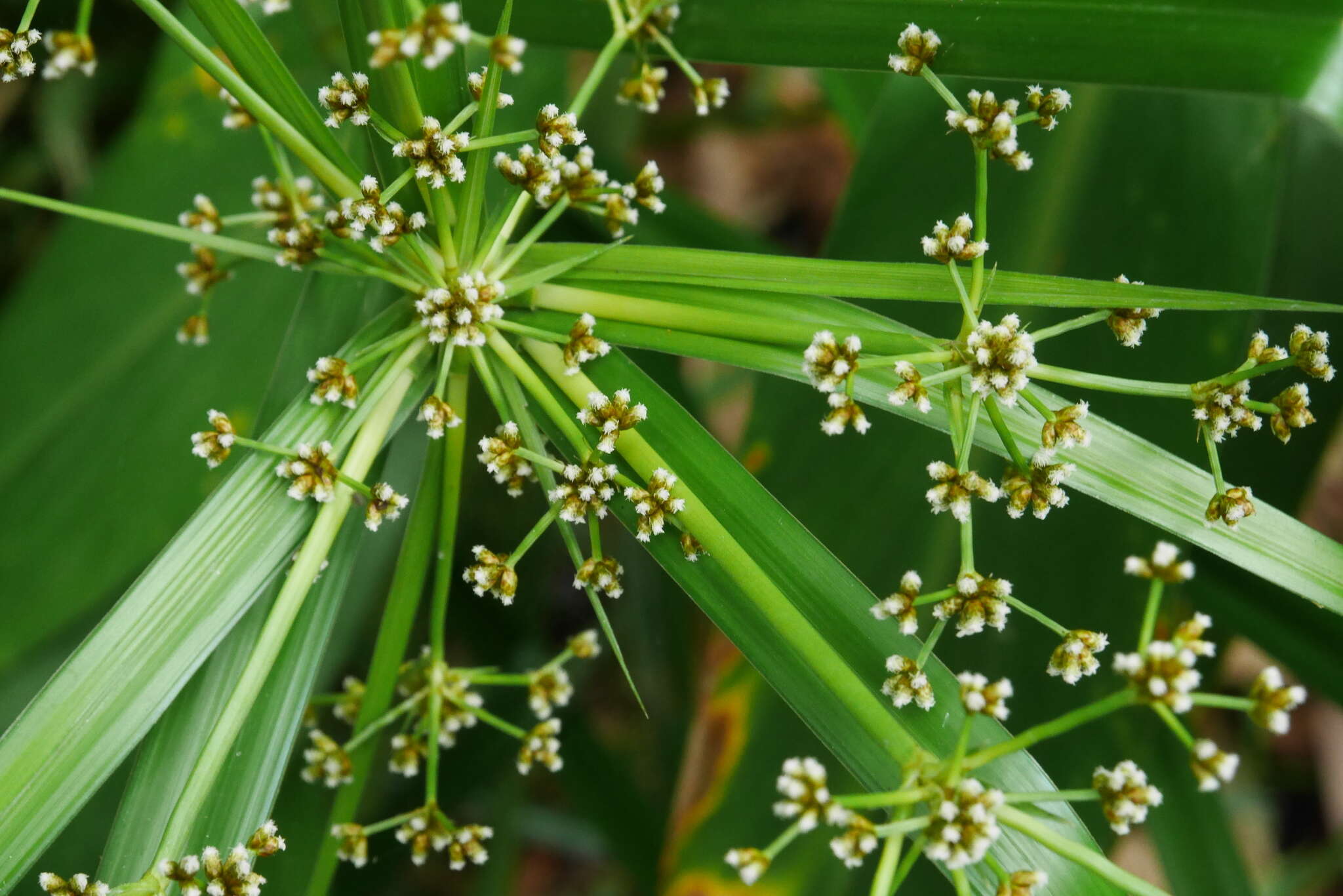 Plancia ëd Scirpus ternatanus Reinw. ex Miq.