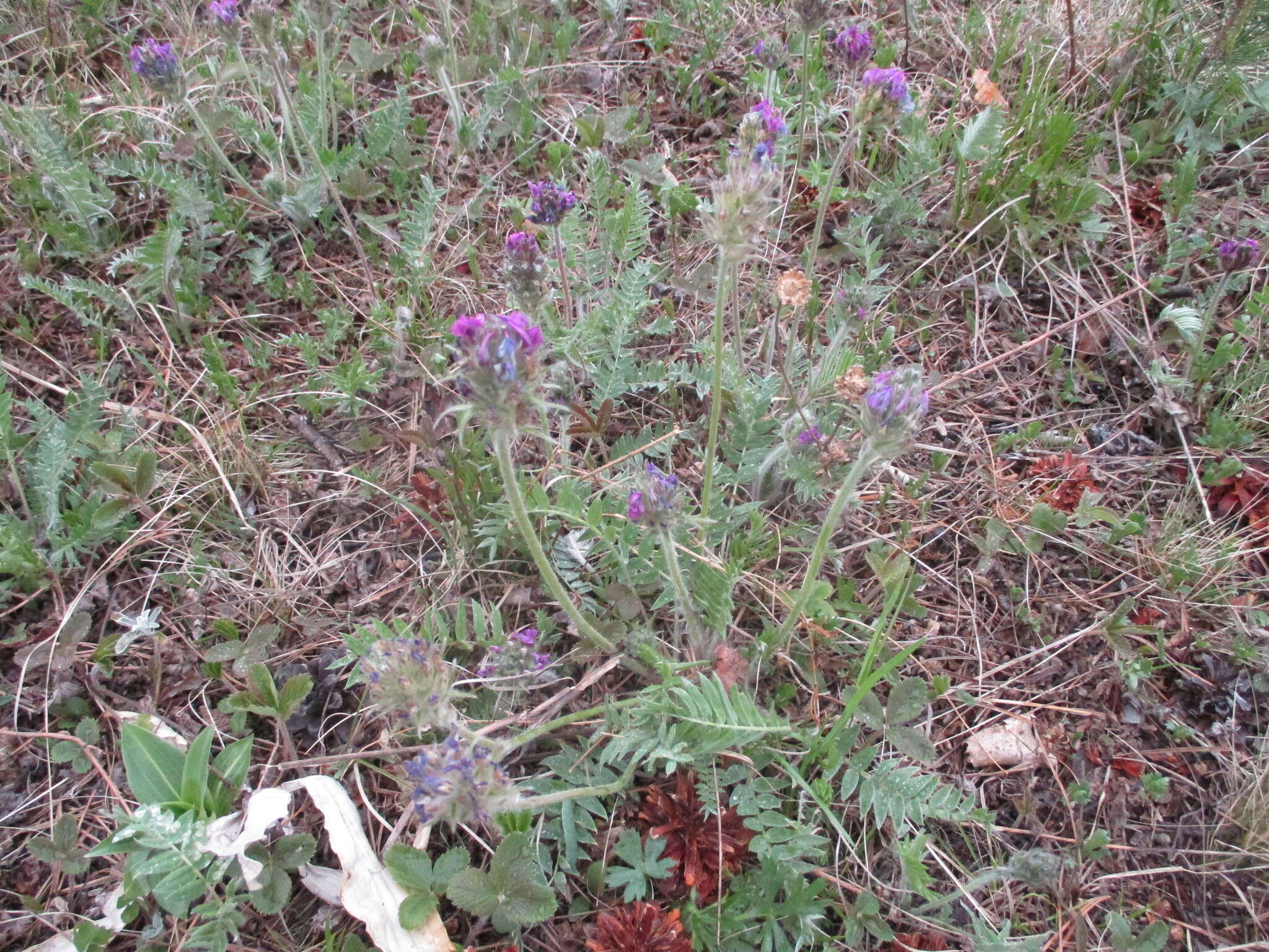 Image de Oxytropis strobilacea Bunge