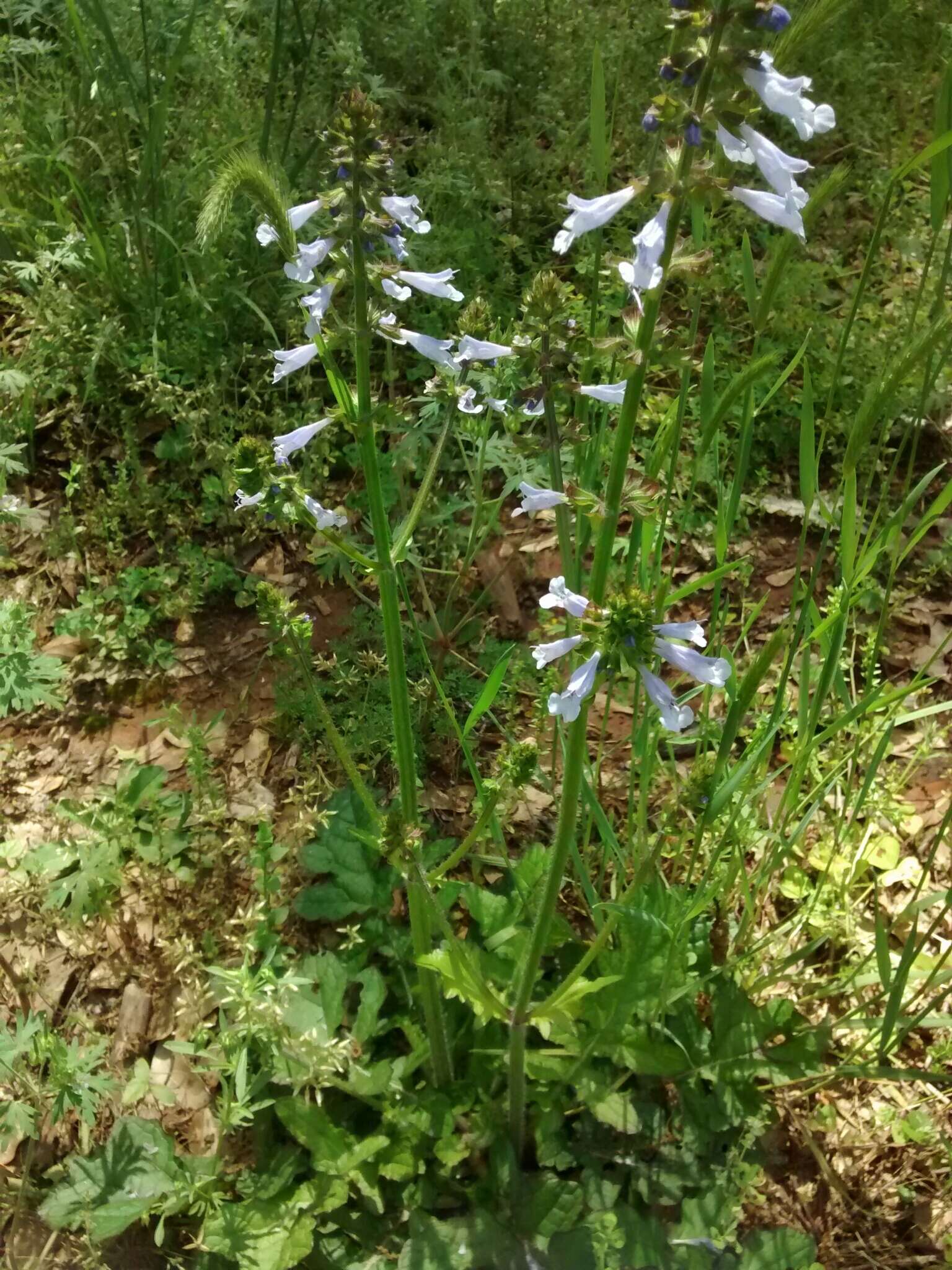 Image of lyreleaf sage