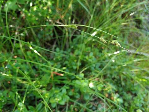 Image of Carex globularis L.