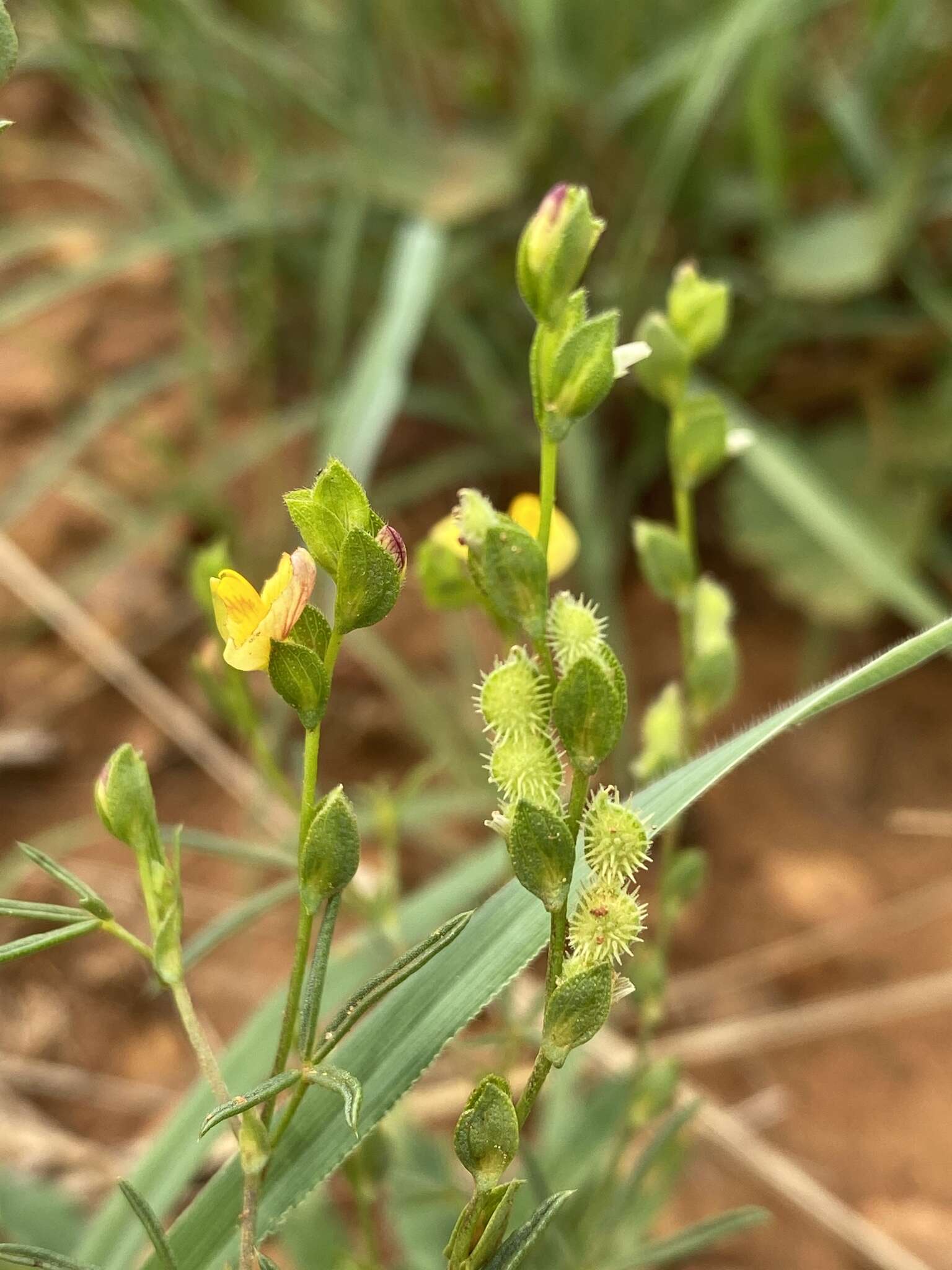 Image de Zornia linearis E. Mey.