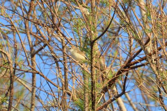 Слика од Prinia gracilis (Lichtenstein & Mhk 1823)