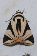 Image of Attatha regalis Moore 1872