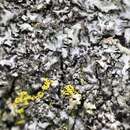 Image of Kihlman's wreath lichen