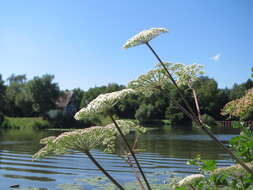 Image of wild angelica