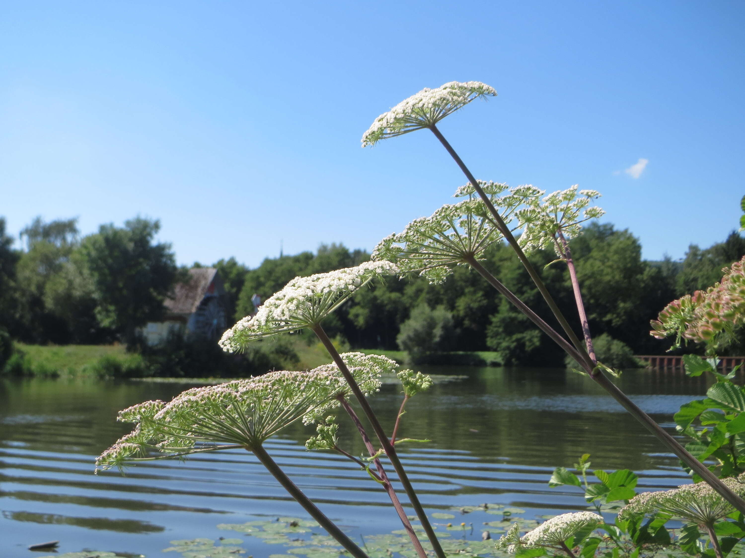 Image of wild angelica