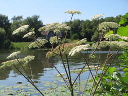 Image of wild angelica