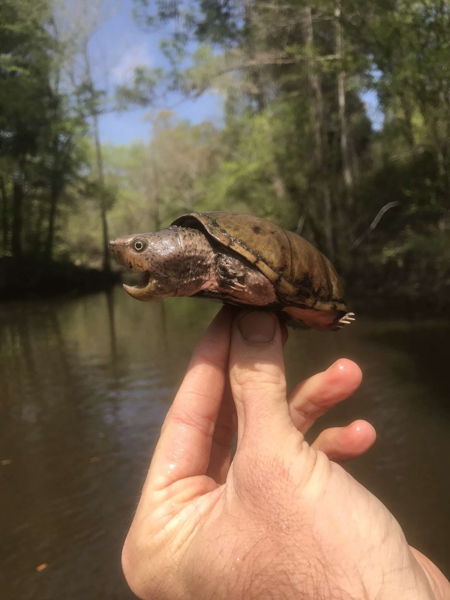 Image of Sternotherus intermedius (Scott, Glenn & Rissler 2017)