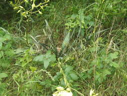 Image of Brazos River yucca