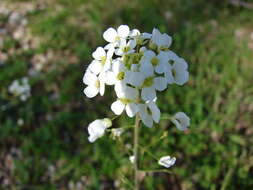 Image of Capsella grandiflora (Fauché & Chaub.) Boiss.