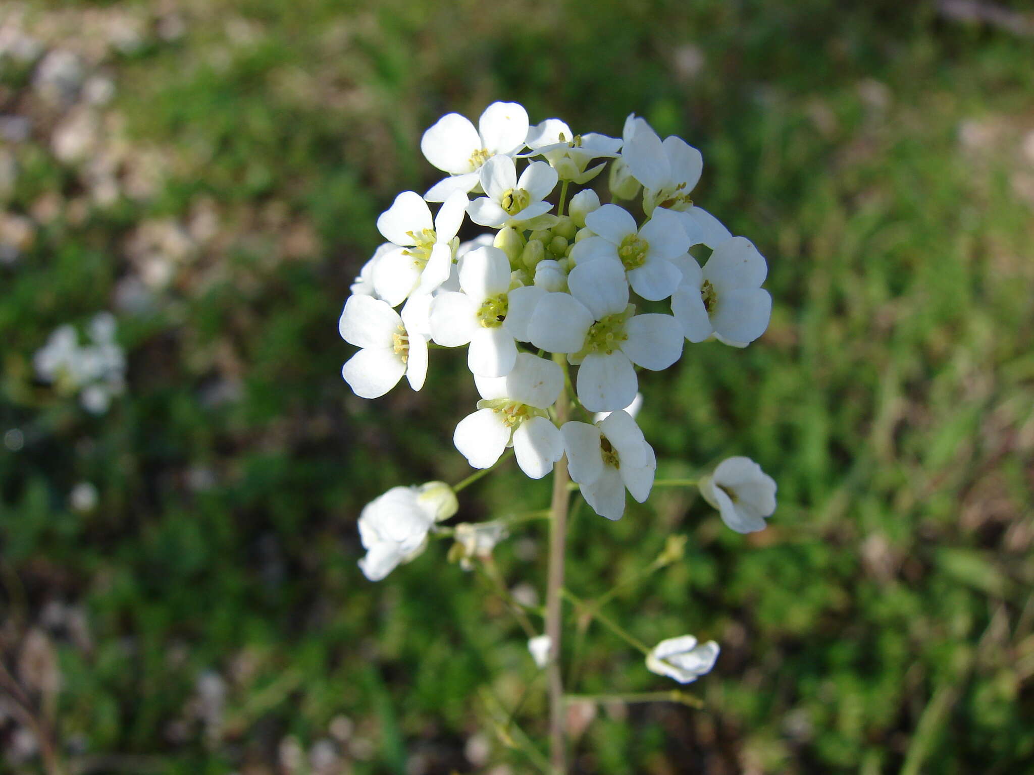 Imagem de Capsella grandiflora (Fauché & Chaub.) Boiss.