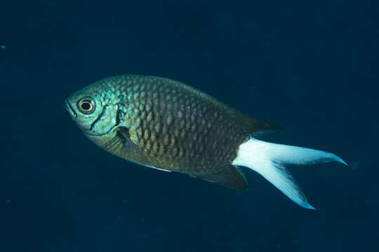 Image of Pale-tail chromis