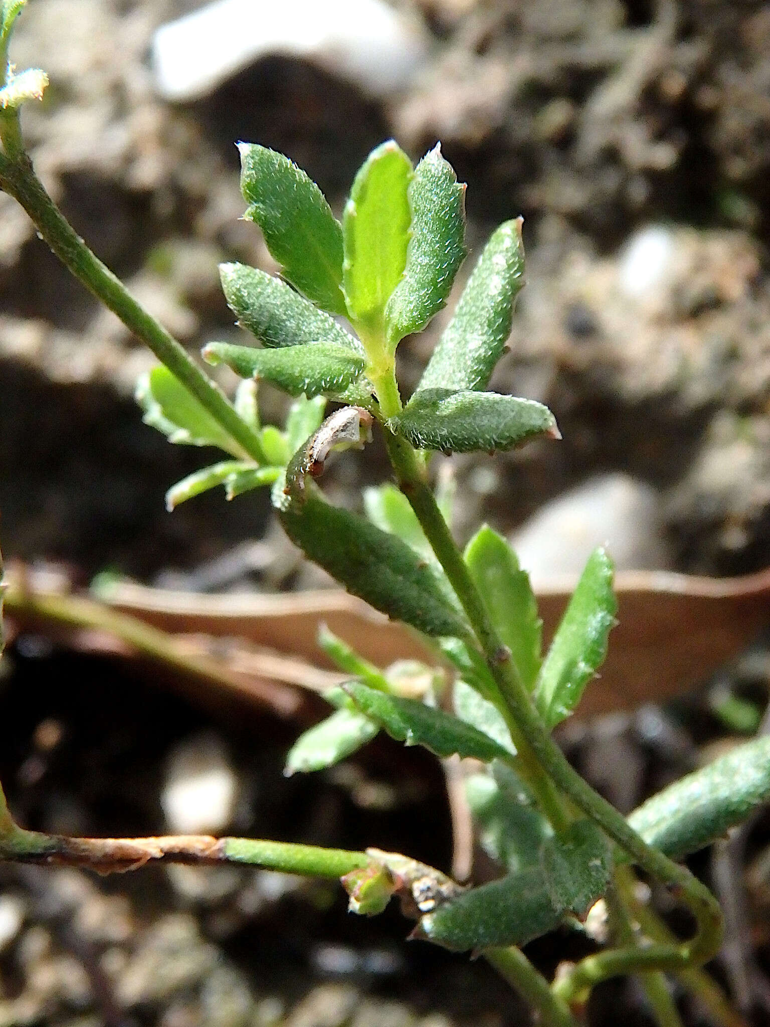 Image of Gonocarpus tetragynus Labill.