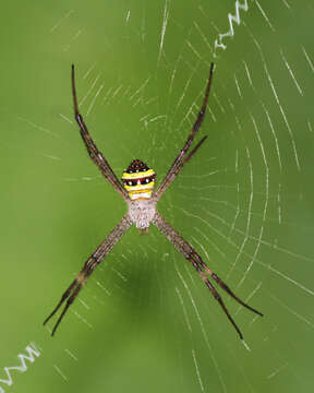 Image of Signature spider