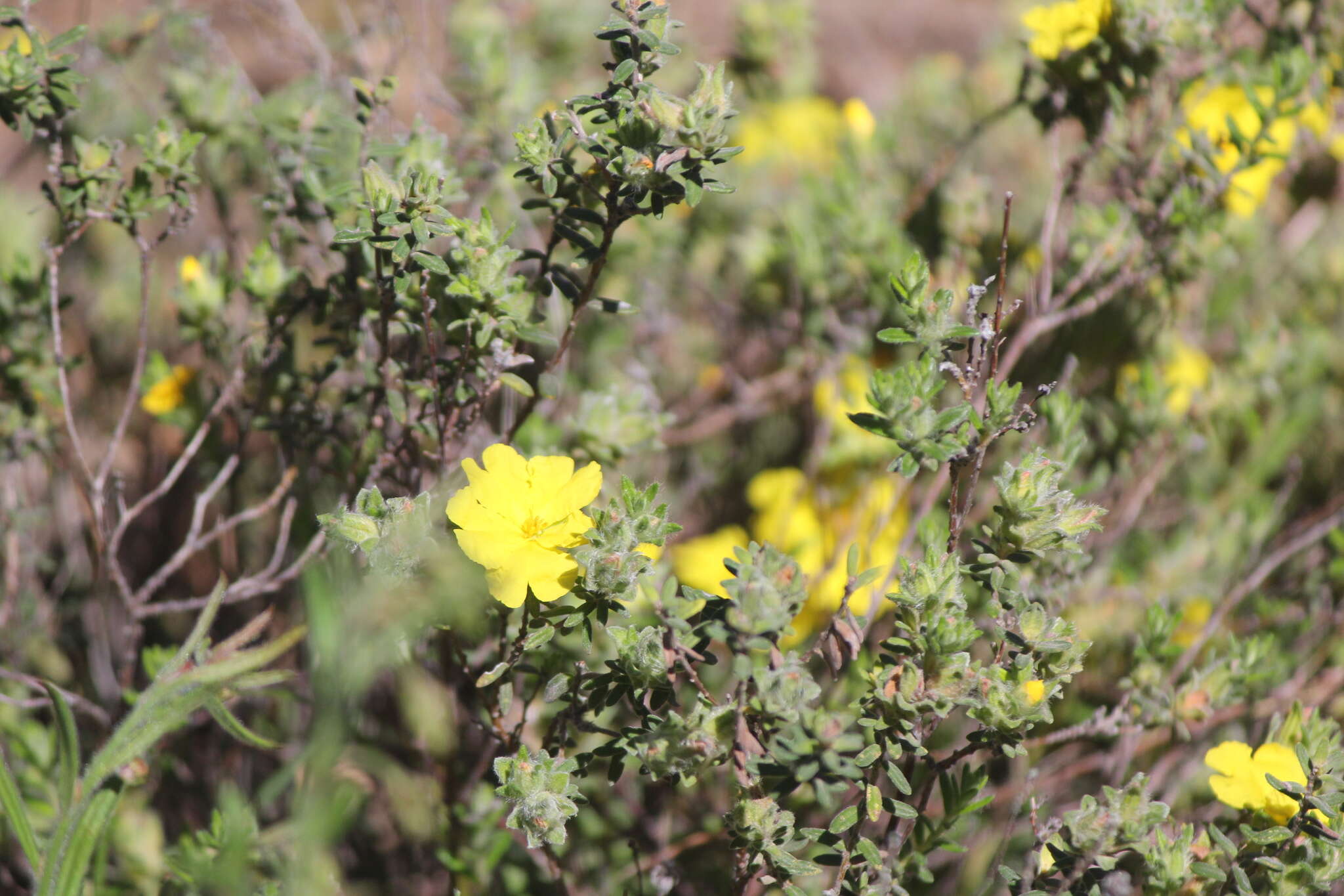 Image of Hibbertia crinita H. R. Toelken