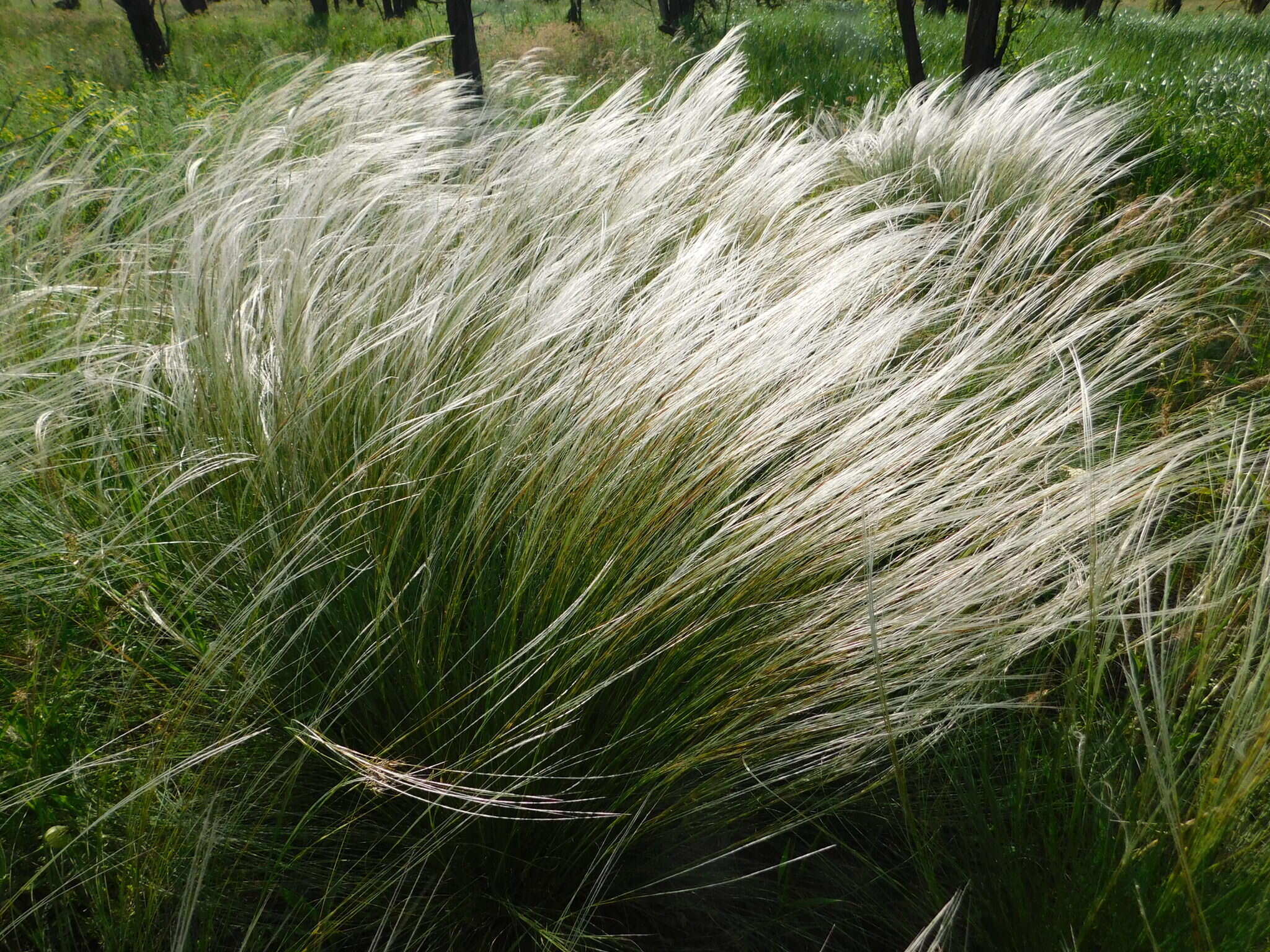 Image de Stipa tirsa Steven