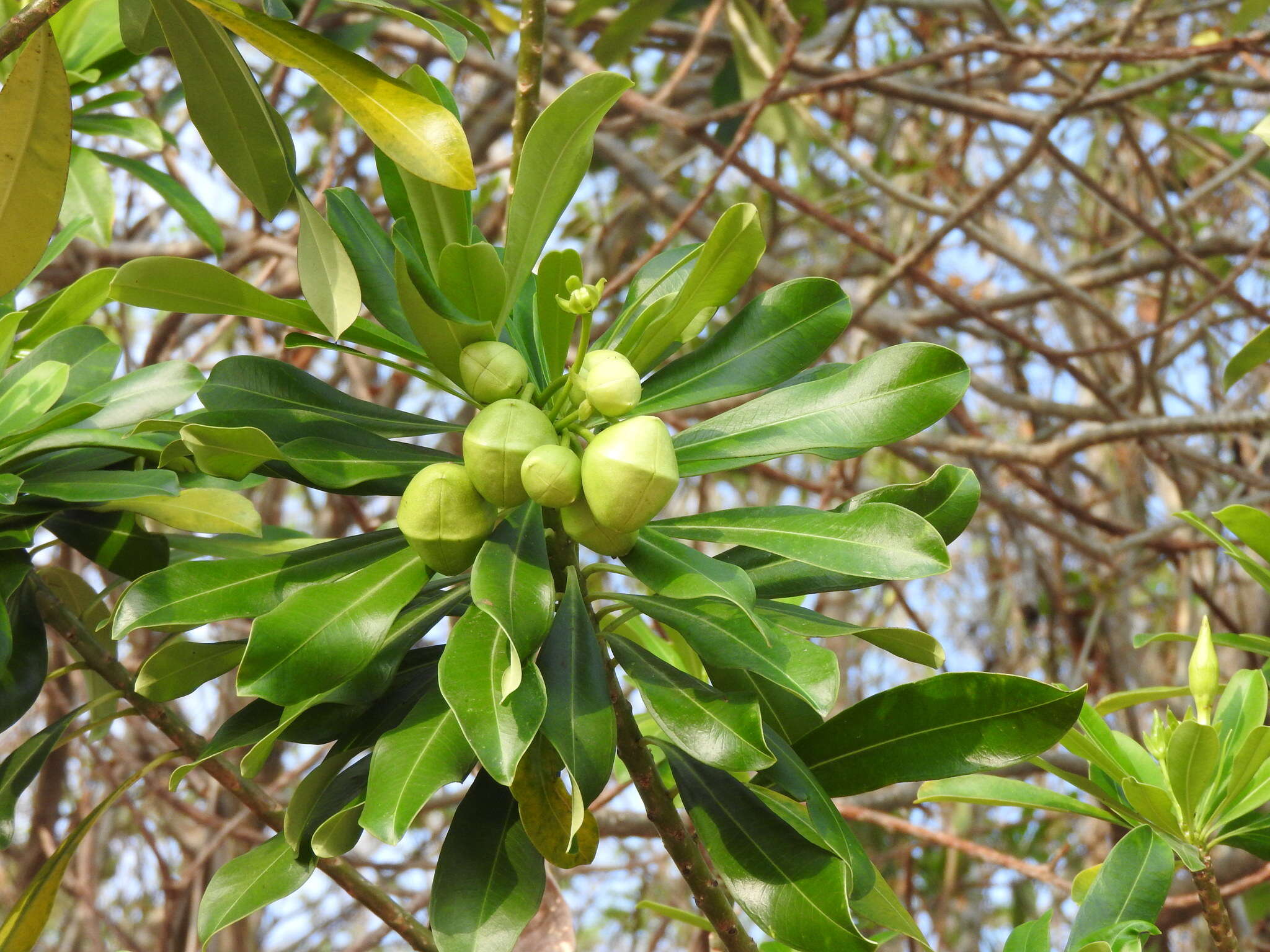 Image of Cascabela gaumeri (Hemsl.) H. Lippold