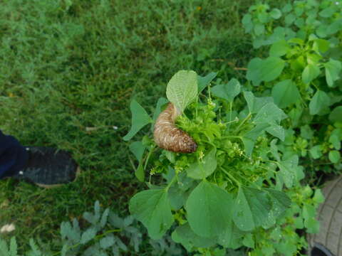 Image of Caterpillar slug