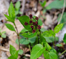 Image of Thaspium trifoliatum var. trifoliatum