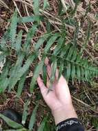 Image of Microlepia bipinnata (Mak.) Shimura