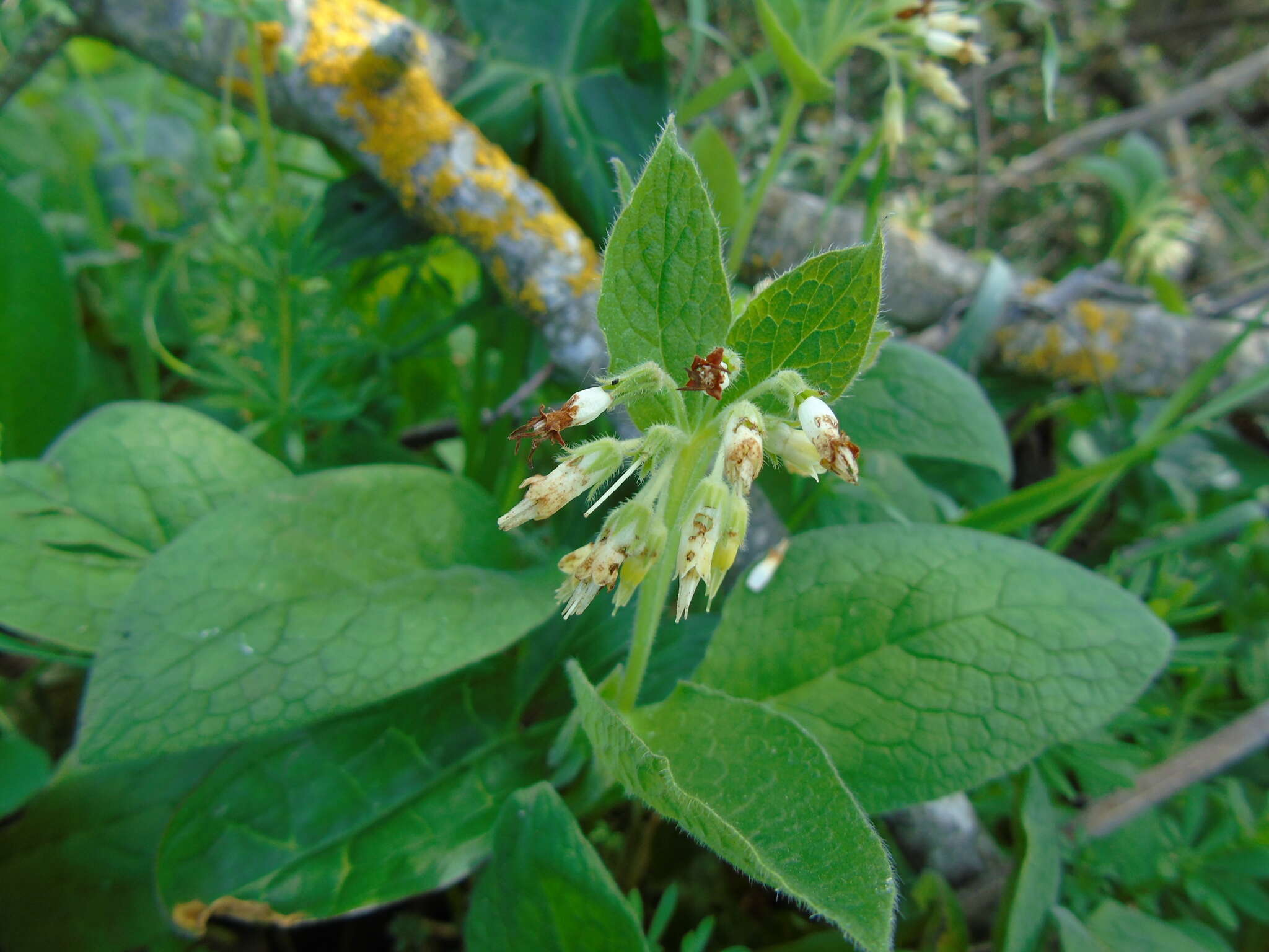 Plancia ëd Symphytum bulbosum C. Schimper