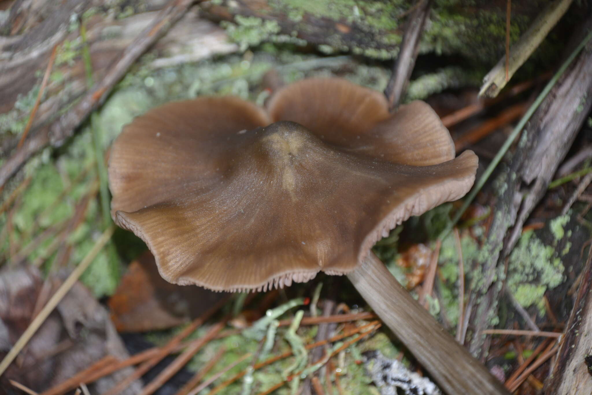 Imagem de Entoloma strictius (Peck) Sacc. 1887