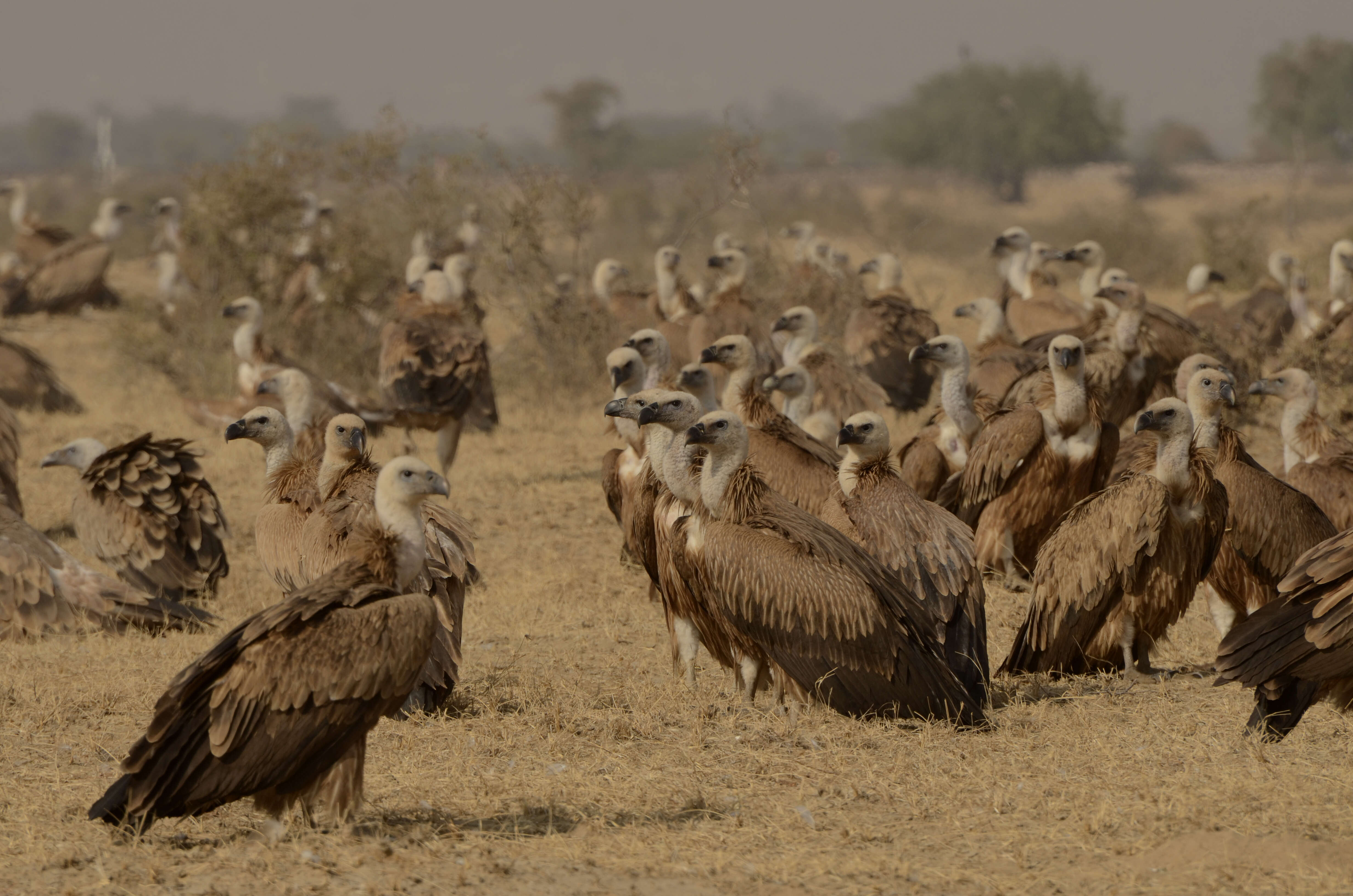 Image of Eurasian Griffon Vulture