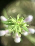 Plancia ëd Stachys hyssopifolia Michx.