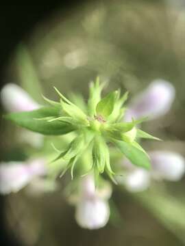 Imagem de Stachys hyssopifolia Michx.