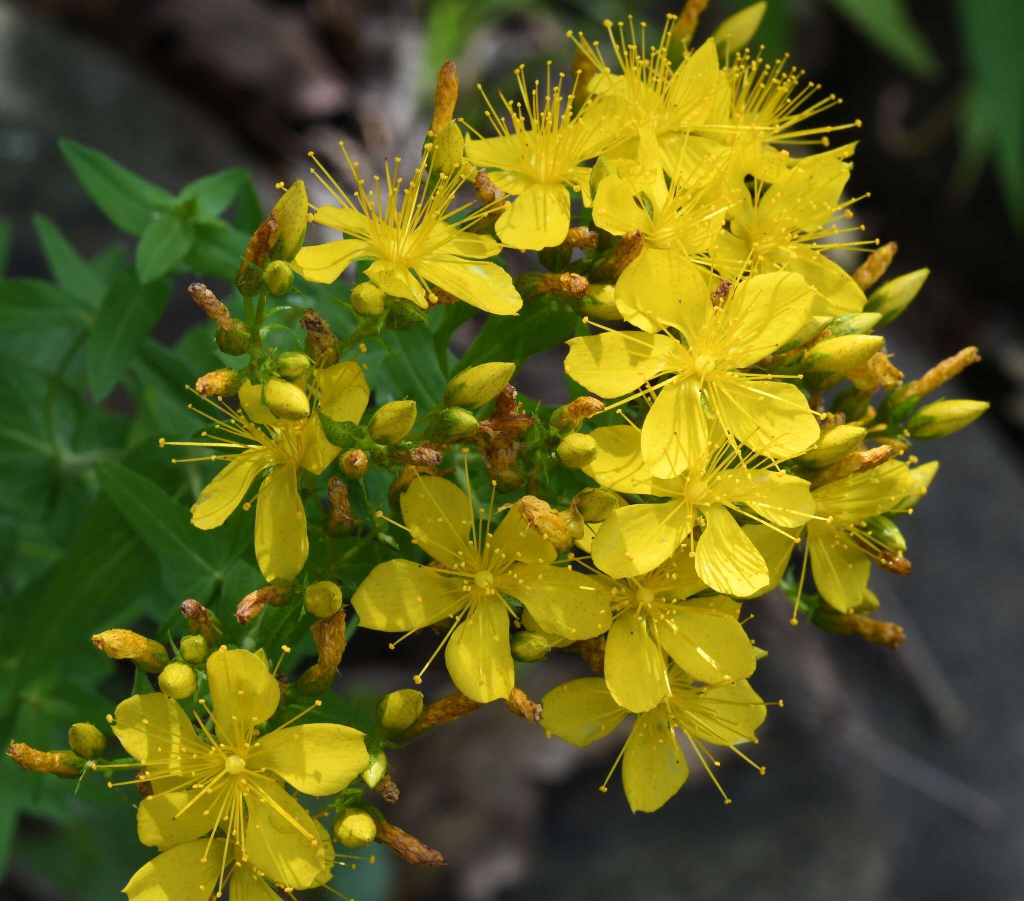 Imagem de Hypericum pseudomaculatum Bush