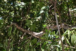 Image of Madagascar Boa