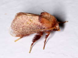 صورة Doratifera quadriguttata Walker 1855