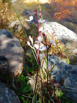 Слика од Disa tripetaloides (L. fil.) N. E. Br.