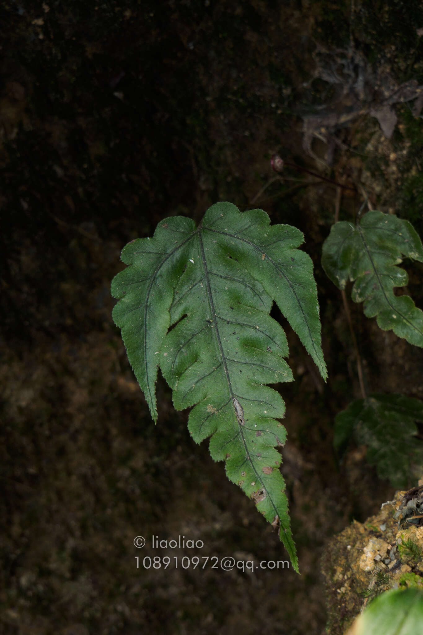 Image of Woodwardia japonica (L. fil.) Sm.