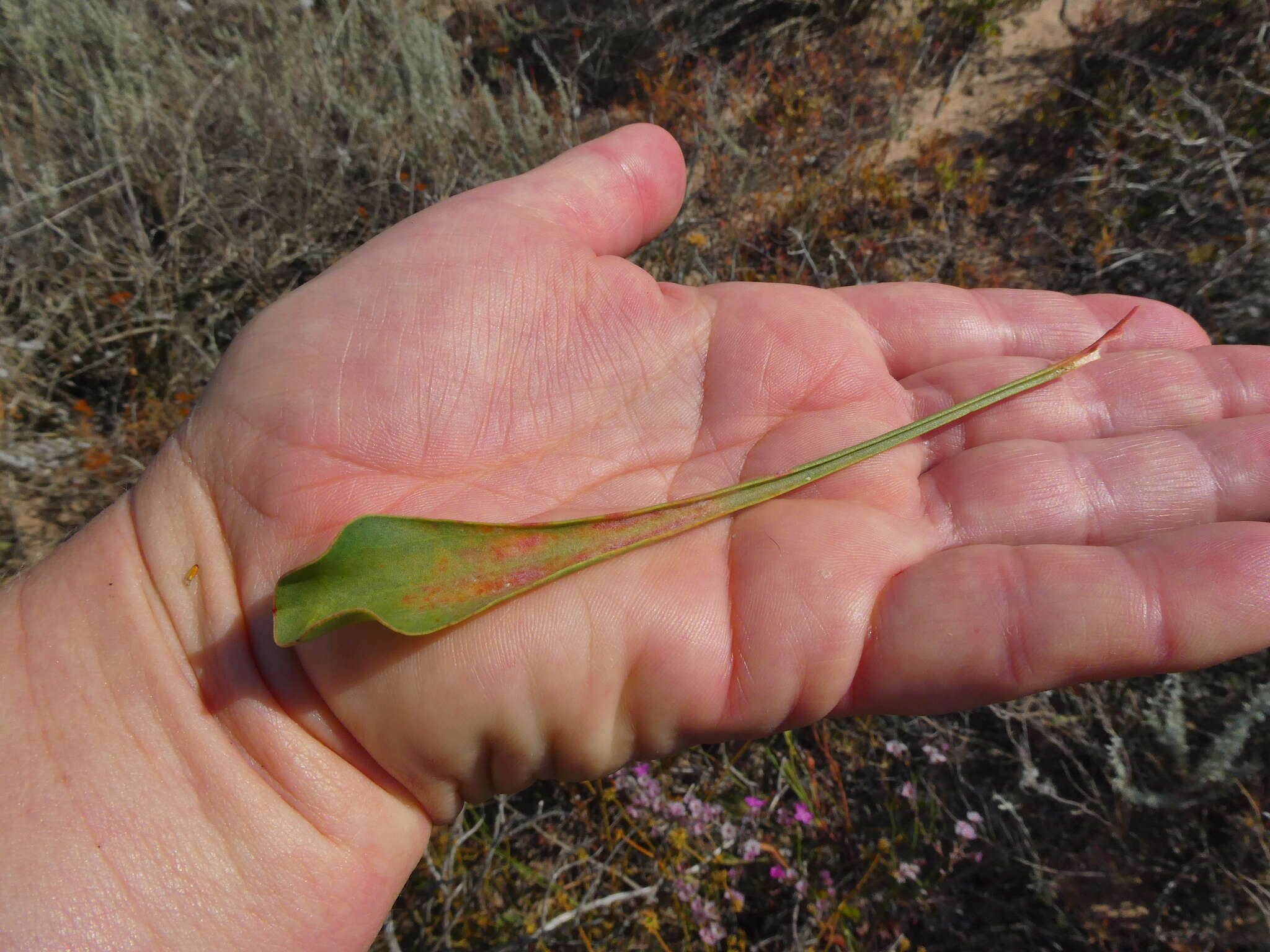 Afrolimon purpuratum (L.) I. A. Lincz. resmi