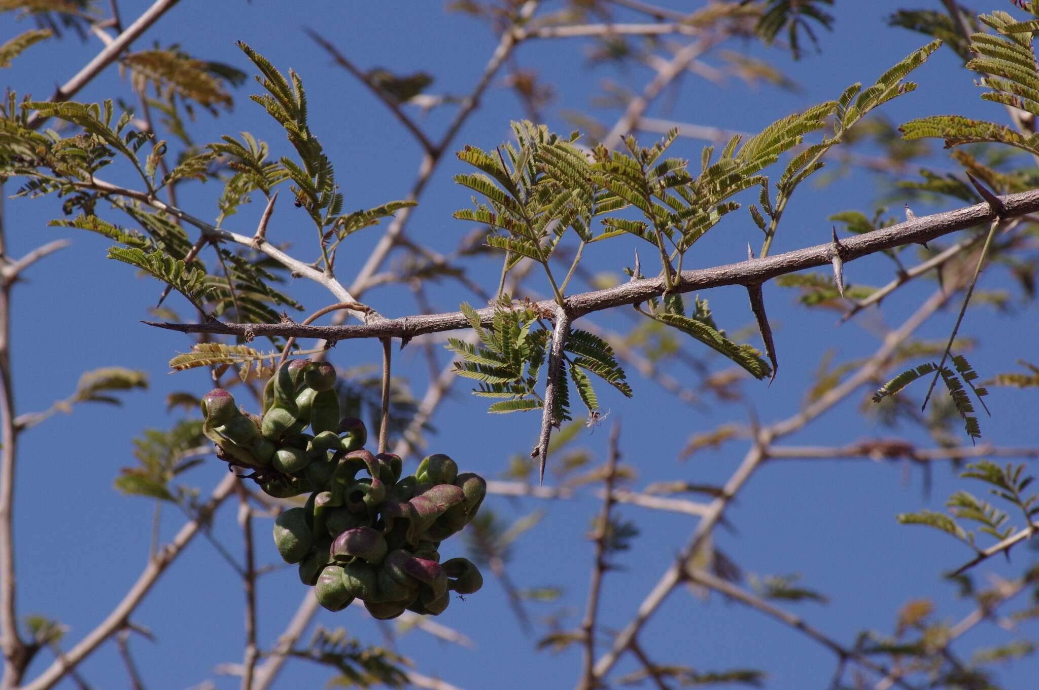 Imagem de Dichrostachys cinerea (L.) Wight & Arn.