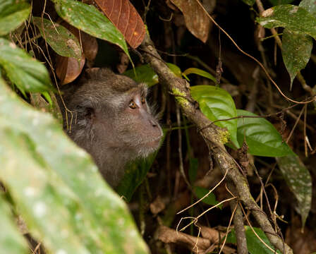 Image of Macaca fascicularis fascicularis (Raffles 1821)