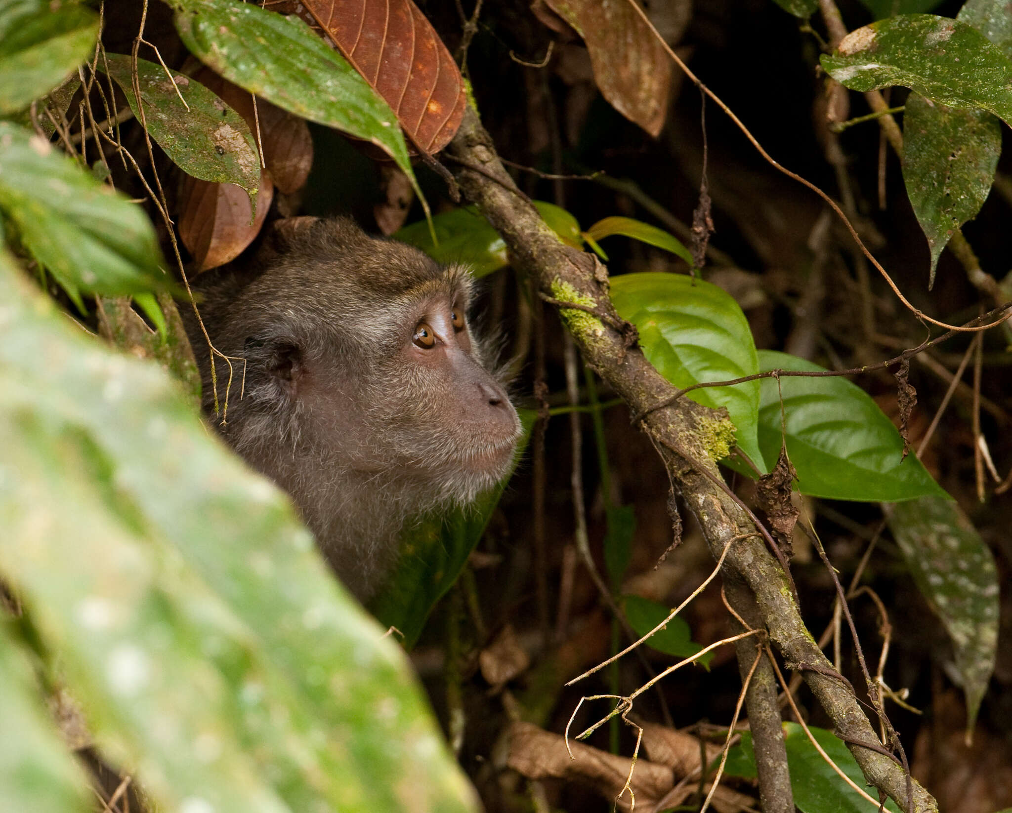 Macaca fascicularis fascicularis (Raffles 1821) resmi