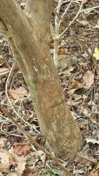 Image of Coffea ankaranensis J.-F. Leroy ex A. P. Davis & Rakotonas.