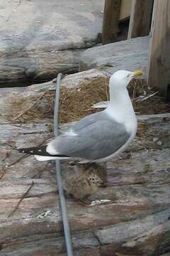 Image of European Herring Gull