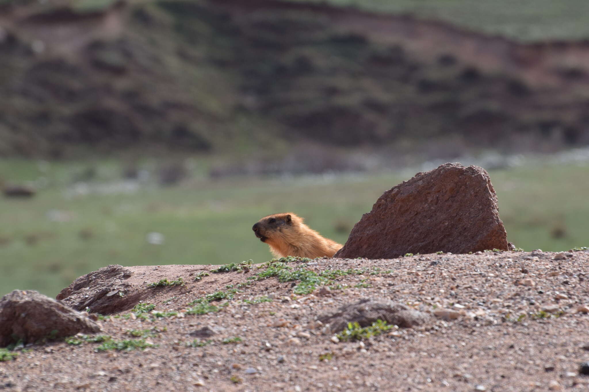 Imagem de Marmota caudata (Geoffroy 1844)