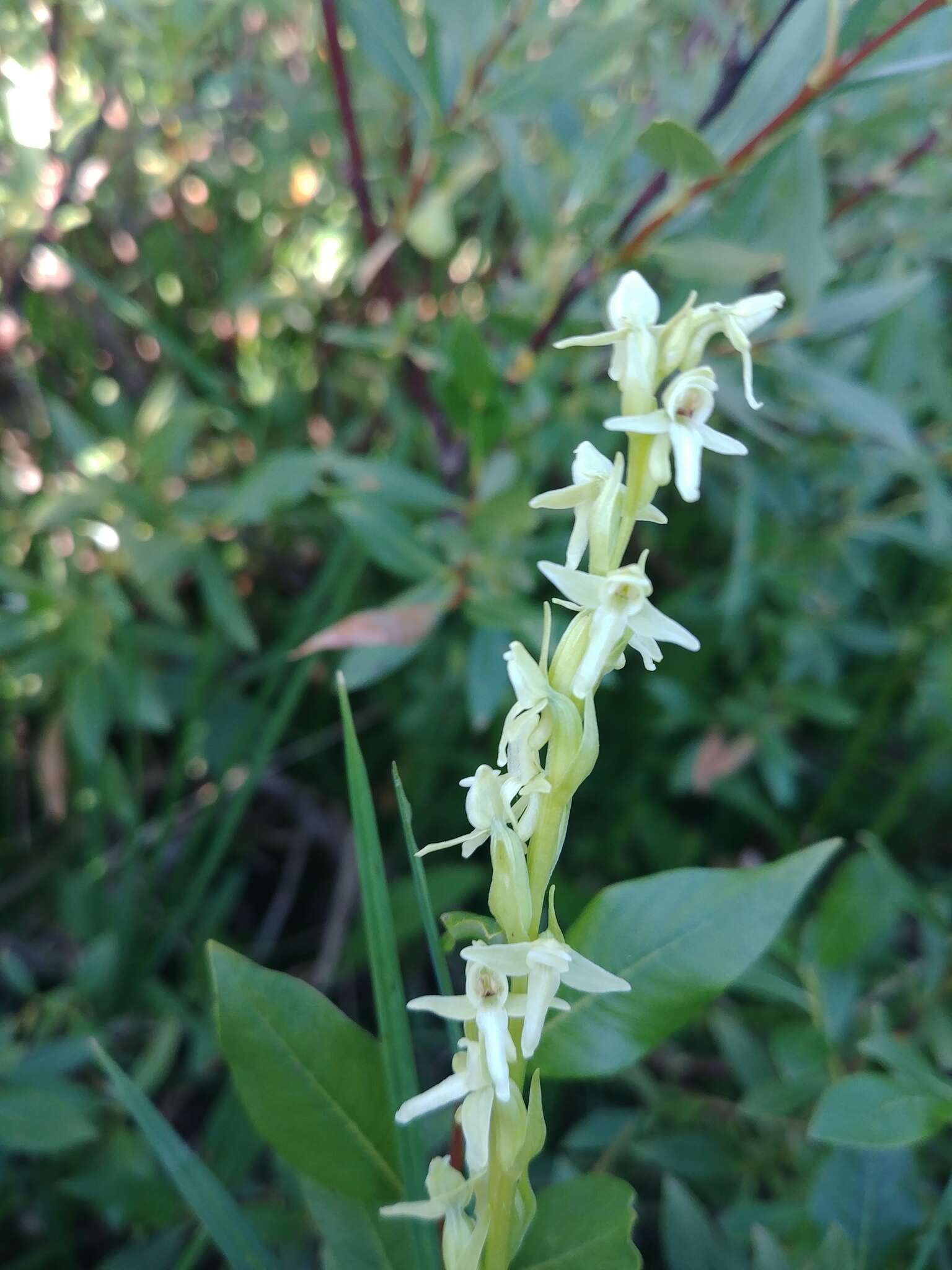 Imagem de Platanthera estesii W. J. Schrenk