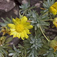 Image of Euryops acraeus M. D. Henderson